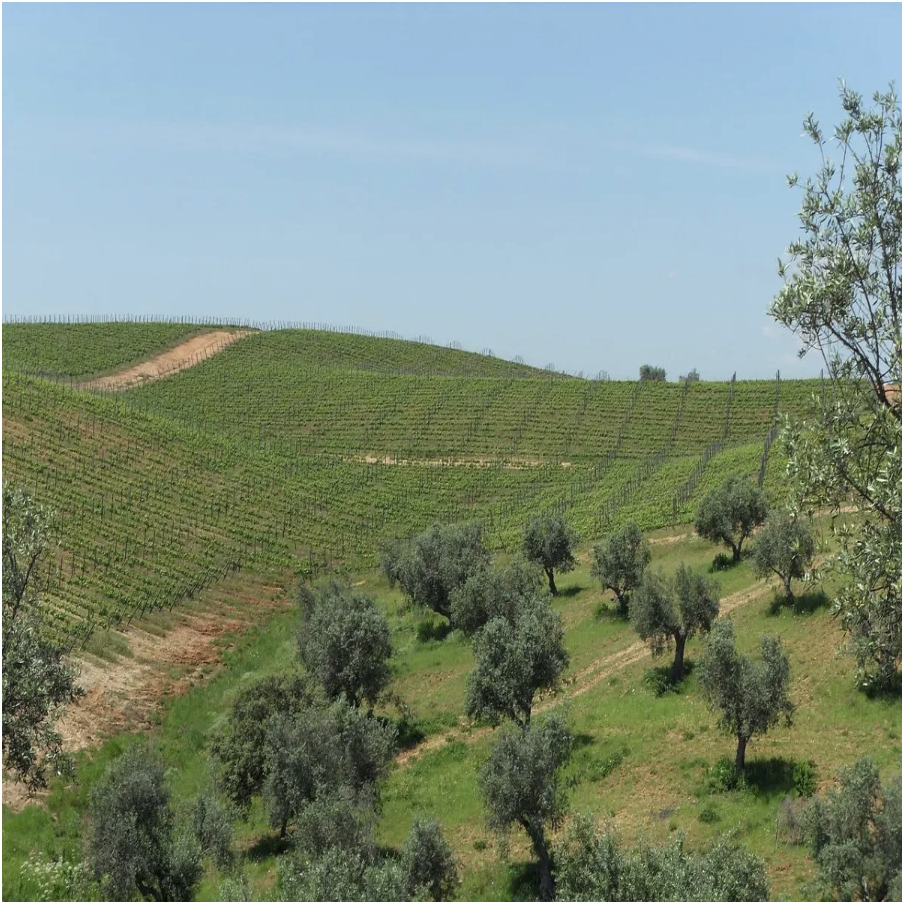 Did you know ... Nocellara Olives are only grown in 5 towns of Italy. Partanna, Castelvetrano, Santa Ninfa, Compobello di Mazara, & Mazara